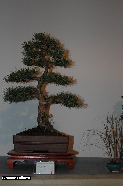 pinus_silvestris.JPG
