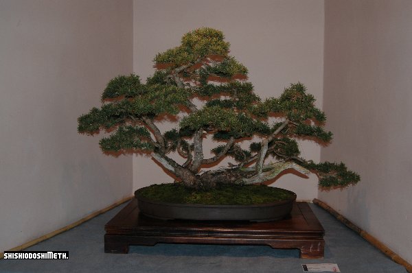 pinus_kabudachi.JPG