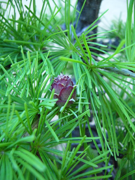 Sziszunia miesiÂąc pĂłÂźniej:D