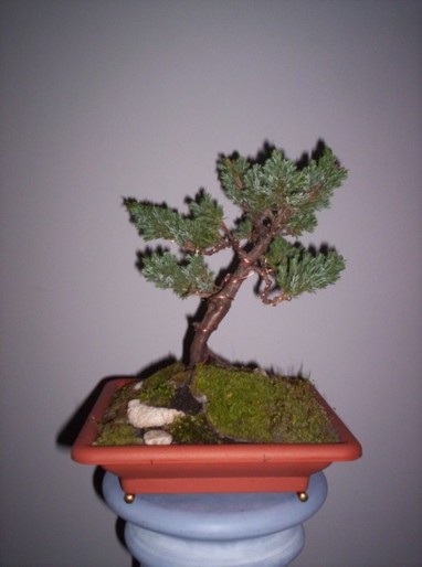 Obraz 004 jalowiec.jpg