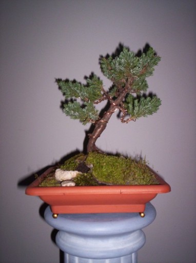 Obraz 002 jalowiec.jpg