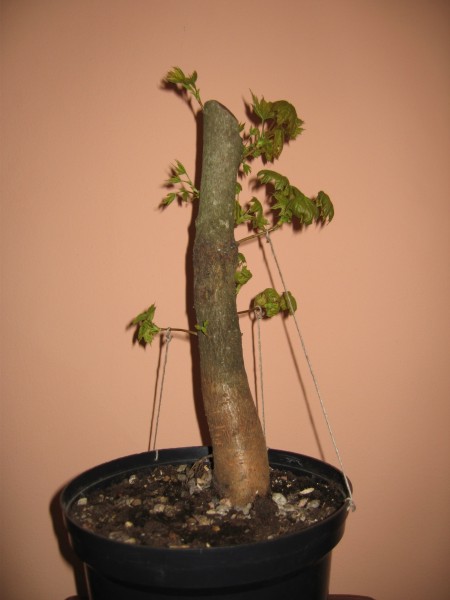 Klon zwyczajny (Acer platanoides L.)1.jpg