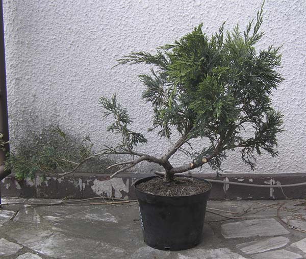 Jalowiec sabinski - jak wyglada kazdy widzi