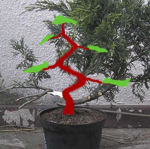 troche chyba szkoda tej lewej galazki