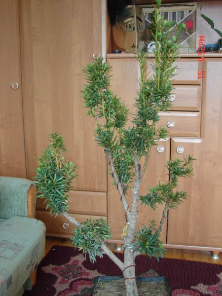 Front
<br />Tutaj to jest dopiero baÂłagan!
<br />Jest taka gaÂłÂązka boczna, ktĂłra wystaje ponad i bardzo sie wyrĂłÂżnia. Nie chciaÂłabym jej caÂłkowicie zcinaĂŚ.