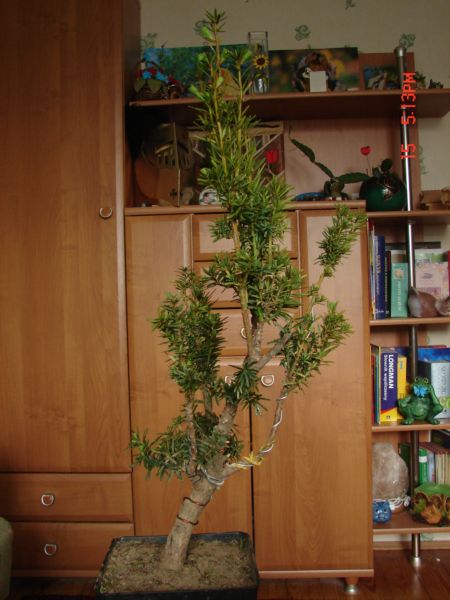 Z prawej strony
<br />Z tyÂłu wystaje gaÂłÂązka ktĂłra narobiÂła mi <font color="#FF0000">durzo //ort</font> problemĂłw.
<br />MoÂże jÂą wygiÂąĂŚ w dĂłÂł i podciÂąĂŚ, albo zrobiĂŚ jina, albo zciÂąĂŚ??