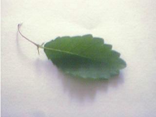 I z mojego drzewka listek