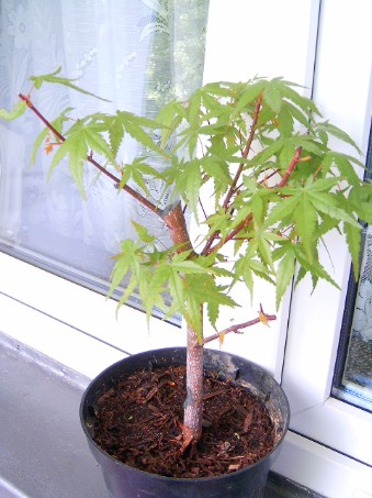 I widoczek ogolny :)