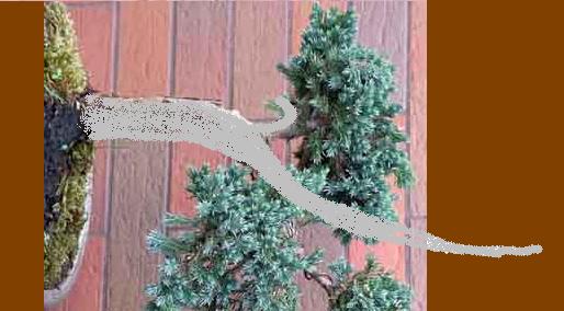 virtual przestawia tylko ukÂład pnia i pierwszej gaÂłĂŞzi. Reszta "sama" powinna siĂŞ uÂłoÂżyĂŚ.