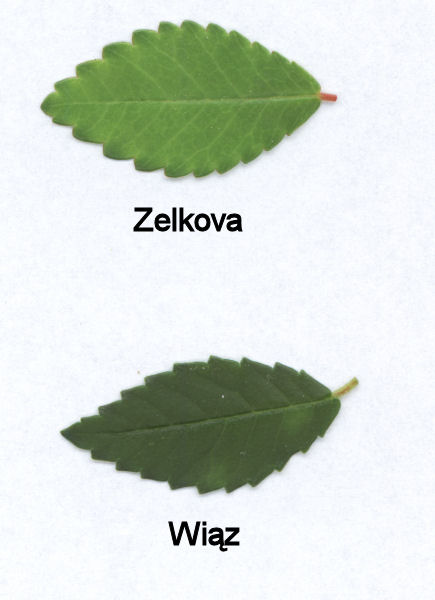 zekova i wiÂąz.jpg