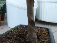 wstrĂŞtny Âślad po drucie