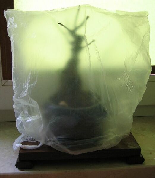 drzewko pod foliÂą