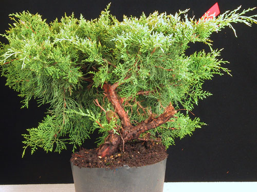 Tak wyglada surowy material.