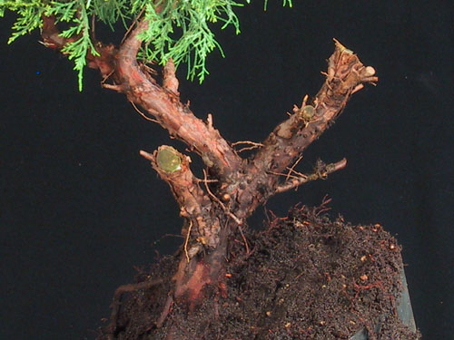 Po obcieciu zbednych galezi