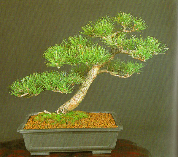 "Bonsai z naszych drzew" W. Kohlhepp, str.100