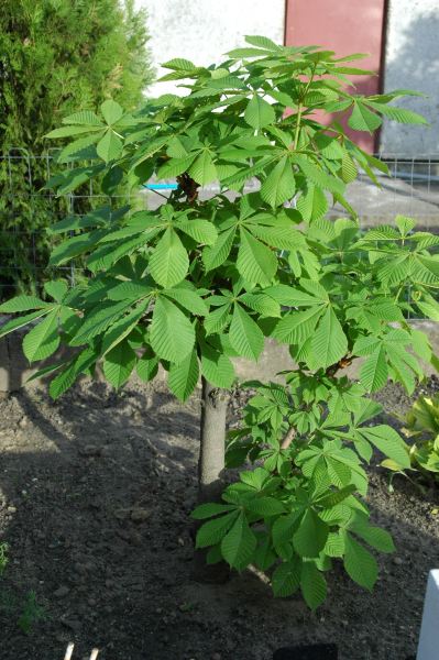 Kasztanowiec pĂłÂźnÂą wiosnÂą