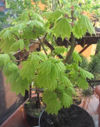 maj-06-03 105_klon_aureum.jpg