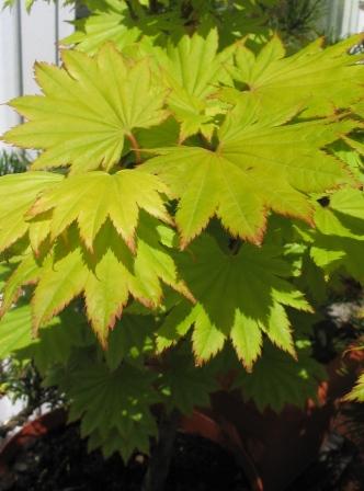 20.05.27 012_lisie_aureum.jpg