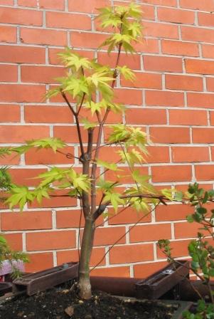 20.05.26 003_klon__orange.jpg