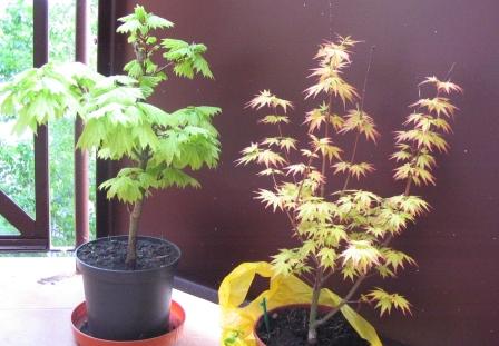 maj-06-09 001_kony_nowe.jpg