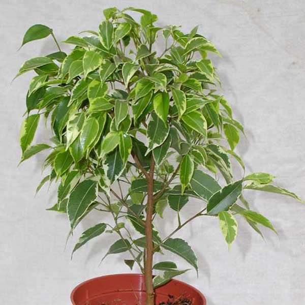 Moje przyciĂŞte drzewko