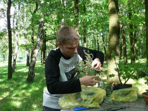 walczĂŞ samotnie z moim cyprysem (dolna warga od przygryzania boli do dzisiaj ;)
