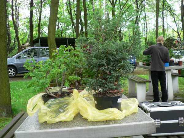 cyprysik przed formowaniem (ten po prawej)