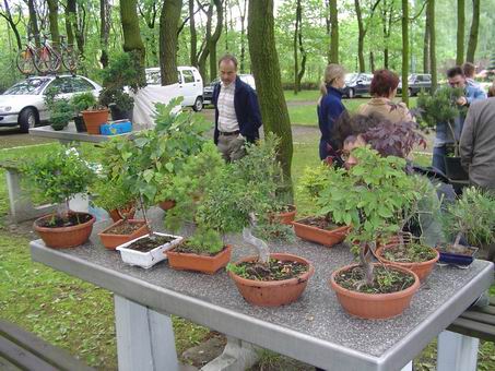 Drzewka Mirka (Fizyka).