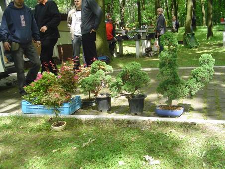 Drzewka do kupienia. JaÂłowce chiĂąskie, klony palmowe i azalie.