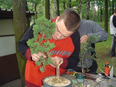 Krzysiek (Ziemniok) krĂŞci jaÂłowca chiĂąskiego.