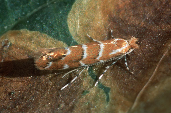 SzrotĂłwek kasztanowiaczek - motyl