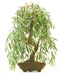 bonsai_willow.jpg