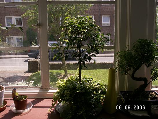 fikus na parapecie.JPG