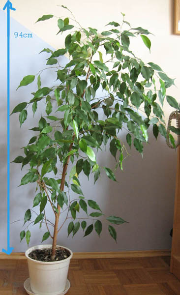 Ficus1.jpg