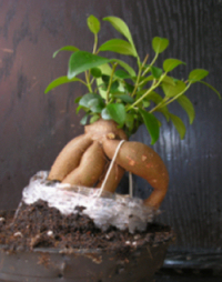 bonsai2.JPG