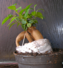 bonsai1.JPG