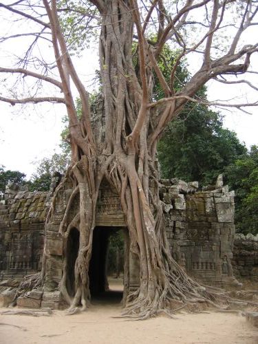 angkor_tasom_tree.jpg
