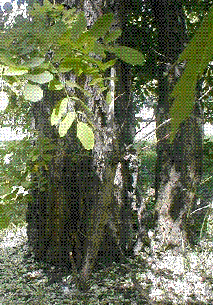 kolejna fotka chyba akacji