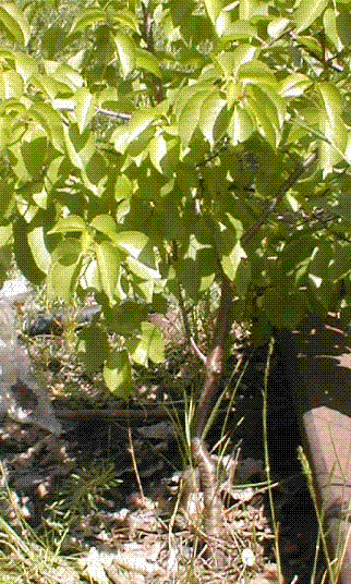 ta sama odmiana, ale inne dla mnie fajne drzewko