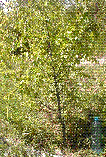 kolejne zdjĂŞcie tego drzewka