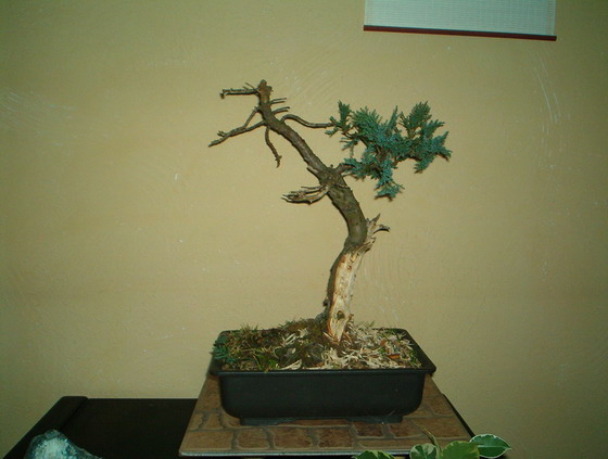 po usuniĂŞciu zbĂŞdnych gaÂłÂązek