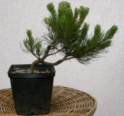 Pinus Mugo