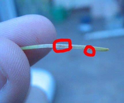 Przedziorek na igle??