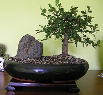 WiÂąz drobnolistny