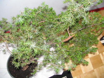 JaÂłowczyk z gĂłry.jpg