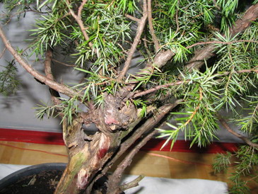 GaÂłazki przy martwym drewnie.jpg