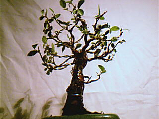 WiÂąz Drobnolistny - Moje I drzewko