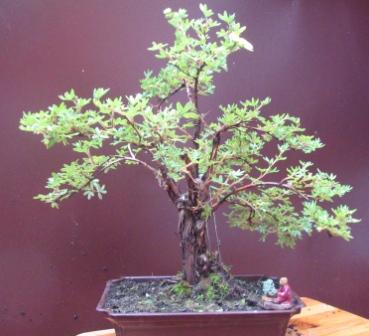 a18_06 069_ok_szukam_donicy.jpg