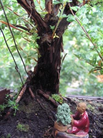 a18_06 019_ok_pien+nebari.jpg