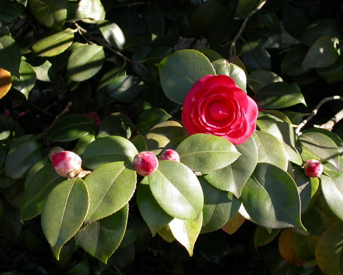 Camelia